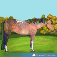 Horse Color:Painted Buckskin Tobiano 