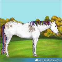 Horse Color:Painted White Spotted Buckskin Ice Splash Rabicano 