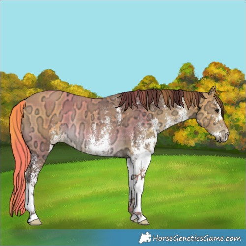 Horse Color:Plaid  White Spotted Chocolate Buckskin Ice Rabicano 