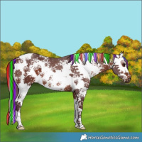 Horse Color:Painted White Spotted Chocolate Brown Splash Tobiano Rabicano 