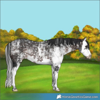 Horse Color:White Spotted Brown Ice Splash Rabicano 