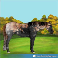 Horse Color:Void Plaid  White Spotted Chocolate Bay Splash 