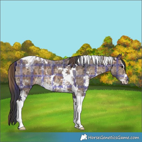 Horse Color:Plaid  Bay Ice Sabino Tobiano Rabicano 
