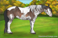Horse Color:Grullo Tobiano  and Brown Splash Tobiano 