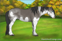 Horse Color:Grullo Splash Tobiano Rabicano 