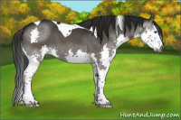 Horse Color:Gray Black Splash Tobiano 