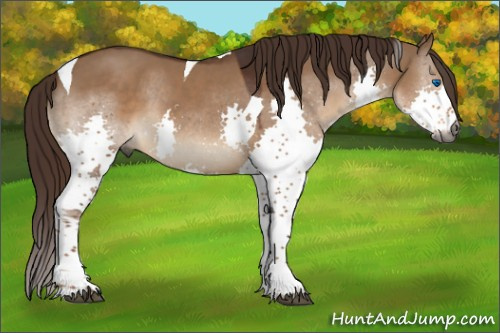 Horse Color:Gray Liver Red Dun Splash Tobiano 