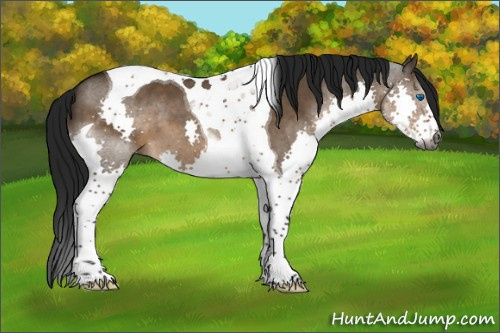 Horse Color:Gray Brown Dun Splash Tobiano 