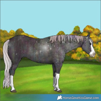 Horse Color:Nacre Midnight Silver Bay Ice Onyx Splash Rabicano 