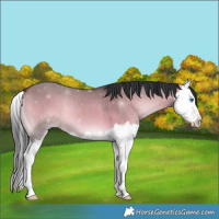 Horse Color:Bay Onyx Splash 