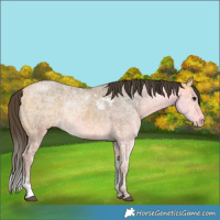 Horse Color:Buckskin Ice Tobiano Rabicano 