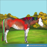 Horse Color:Painted Buckskin Splash 