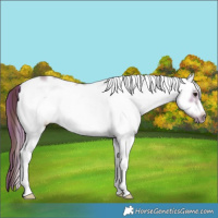 Horse Color:Platinum Plaid  White Spotted Chocolate Bay Frame 
