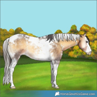 Horse Color:Buckskin Onyx Sabino Splash Tobiano 