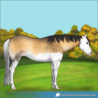 Horse Color:Buckskin Onyx Splash Rabicano 