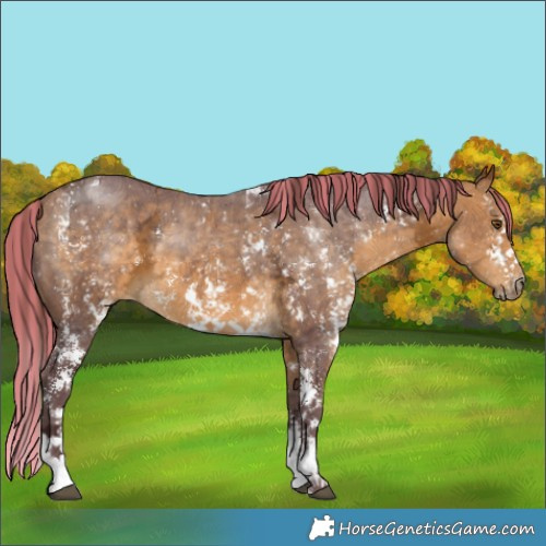 Horse Color:Painted Chocolate Buckskin Ice Sabino 