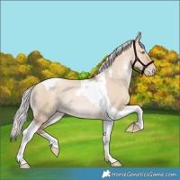 Horse Color:Silver Grullo Pearl Tobiano 