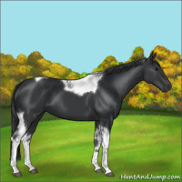 Horse Color:Black Sabino Tobiano 