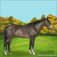 Horse Color:Brown Dun Sabino 