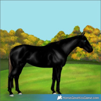 Horse Color:Void Buckskin Pearl Dun Sabino Splash 