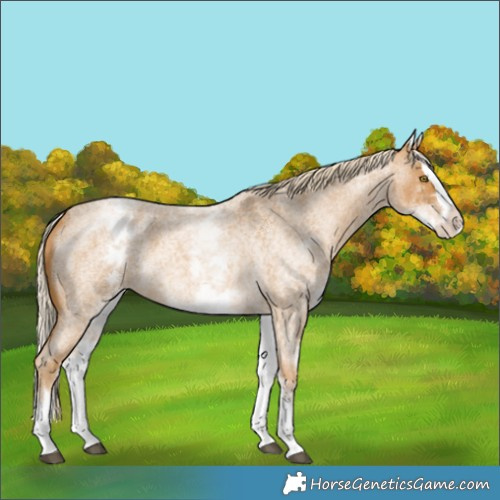 Horse Color:White Spotted Palomino Roan Splash 