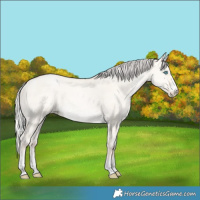Horse Color:Silver Sable Cream Champagne Pearl Dun Rabicano 