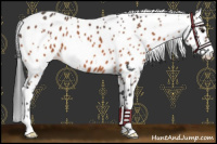 Horse Color:White Spotted Bay Appaloosa 