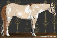 Horse Color:White Spotted Red Dun Sabino 
