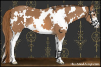 Horse Color:White Spotted Chestnut Sabino
