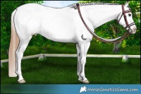 Horse Color:Red Dun Roan Near Leopard