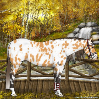 Horse Color:White Spotted Buckskin Near Leopard 