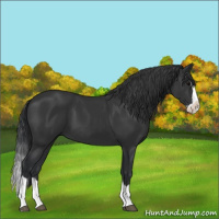 Horse Color:Black Splash 