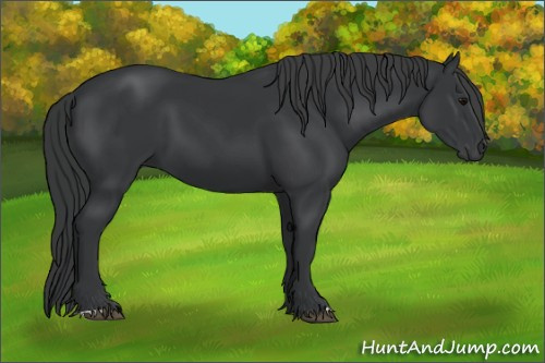 Horse Color:Black 