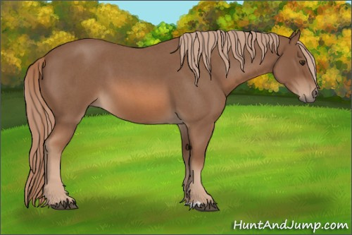 Horse Color:Red Roan 