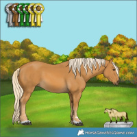 Horse Color:Palomino 