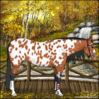 Horse Color:Bay Appaloosa