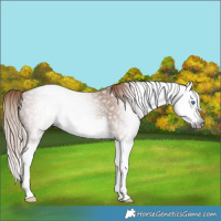 Horse Color:Gray Chestnut Splash