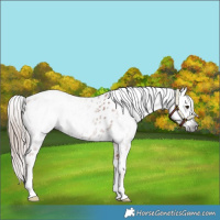 Horse Color:Gray Chestnut Appaloosa