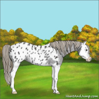Horse Color:Smoky Black Splash Appaloosa Rabicano