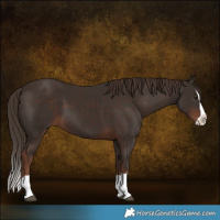 Horse Color:Liver Chestnut Splash 