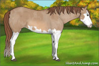Horse Color:Red Dun Splash  and Red Dun Splash Varnish 
