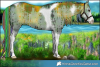 Horse Color:Painted Plaid  Liver Red Dun Sabino Tobiano Brindle 