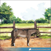 Horse Color:Liver Red Dun 