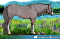 Horse Color:White Spotted Liver Red Dun 