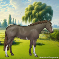 Horse Color:White Spotted Liver Red Dun 