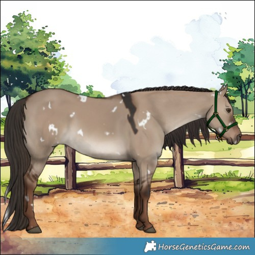 Horse Color:White Spotted Liver Red Dun 