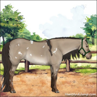 Horse Color:White Spotted Liver Red Dun 