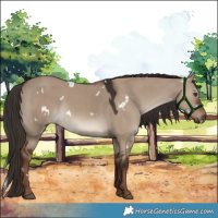 Horse Color:White Spotted Liver Red Dun 