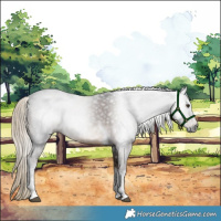 Horse Color:Gray Liver Chestnut Tobiano Rabicano 
