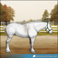Horse Color:Gray White Spotted Liver Red Dun